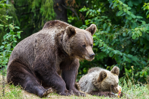 Wallpaper Mural Wild she-bear on a street in Romania Torontodigital.ca