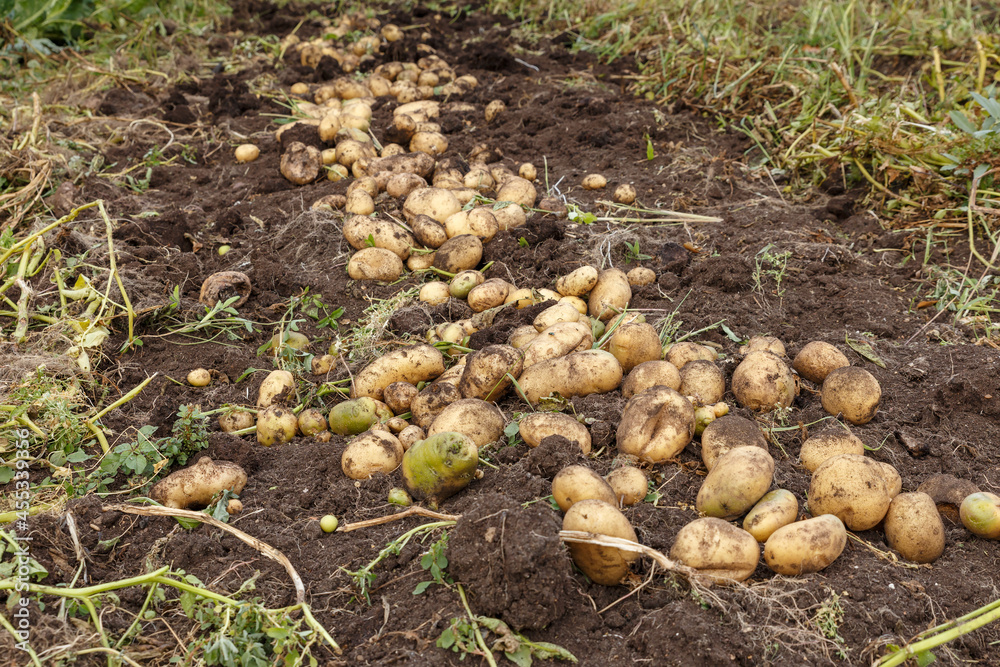 Fresh raw potatoes in the field. Harvesting potatoes in autumn.