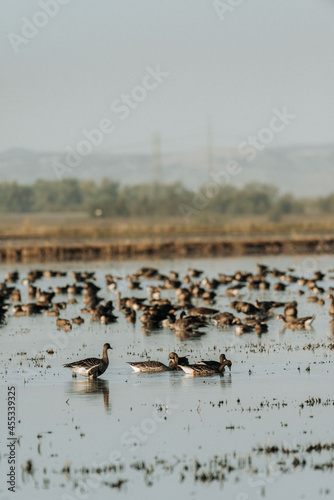 Migrating Canada Geese rest on lake in California © mdurson