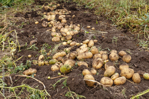 Fresh raw potatoes in the field. Harvesting potatoes in autumn.