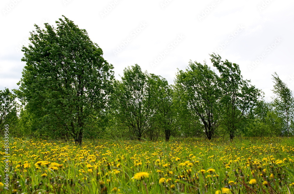 Obraz premium The edge of the forest with dandelions