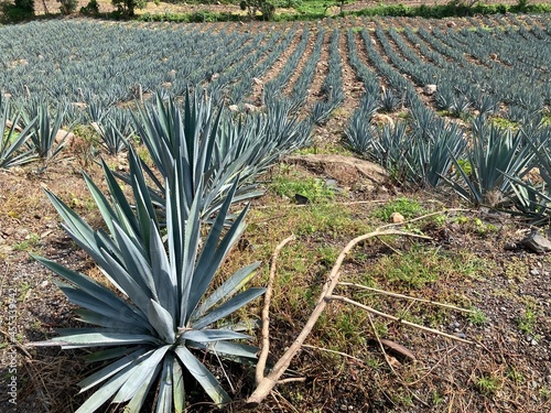 Paisajes de agaves mexicanos en Tequila, Jalisco, México