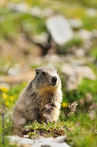 Marmottes photo