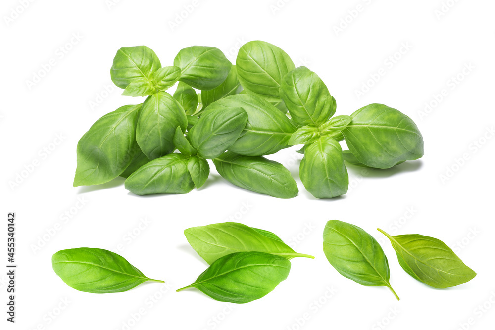 Basil bunch and basil leaves Basil bunch and basil leaves