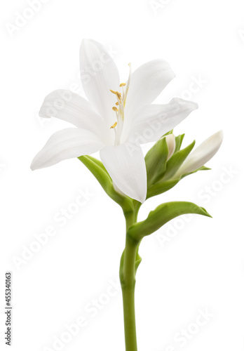 Hosta plantaginea (Plantain Lily)