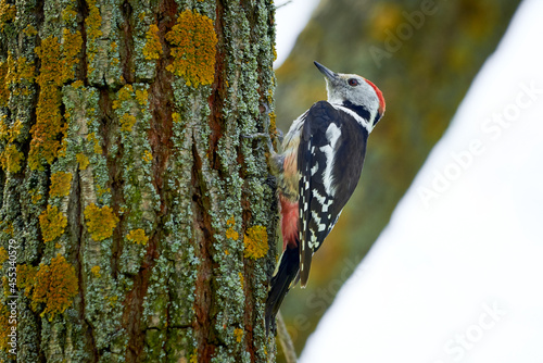 Middle spotted woodpecker drumming (Dendrocoptes medius)	 photo