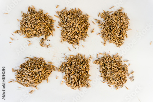 Top view closeup of 6 oat seeds on white background