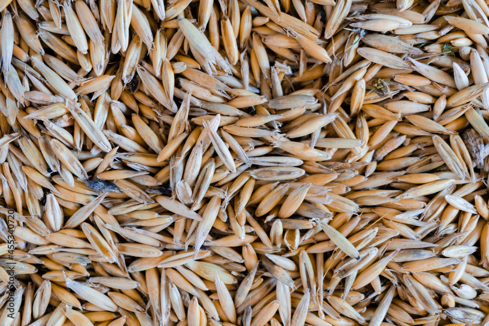 Top view of oat seeds closeup