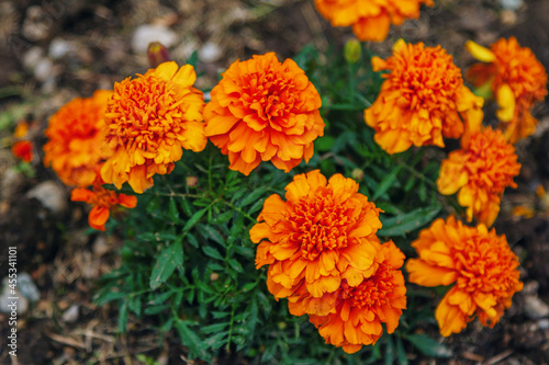 Beautiful bright orange tagetes or Marigold flowers, growing in the garden