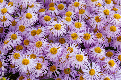 Background with pink asters. Lilac daisies. Aster alpinus, perennial. Floral background