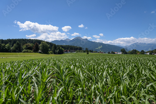 Green crop field in Lans countryside with the mountains in the background in a day with blue sky and clouds, Tyrol, Austria