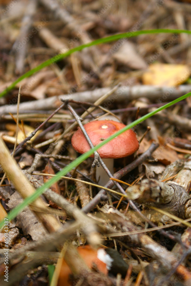 Mushroom in the forest. russula Mushroom in the forest. russula