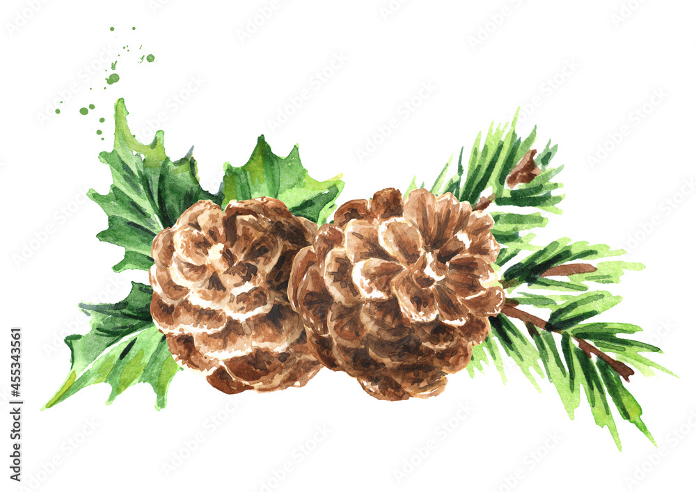 Spruce branch with snowy fir cones, Hand drawn watercolor illustration isolated on white background Spruce branch with snowy fir cones, Hand drawn watercolor illustration isolated on white background