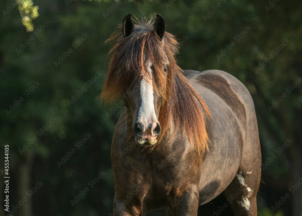 Gypsy horse with wild forelock. Gypsy horse with wild forelock.
