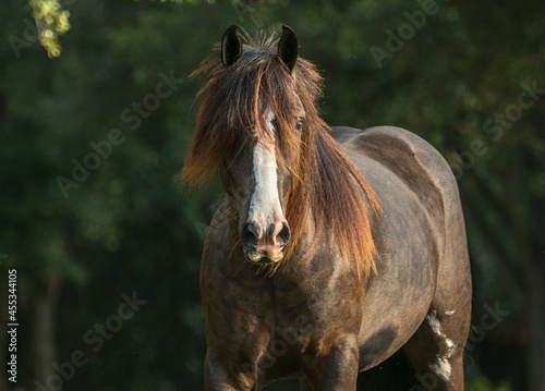Gypsy horse with wild forelock.