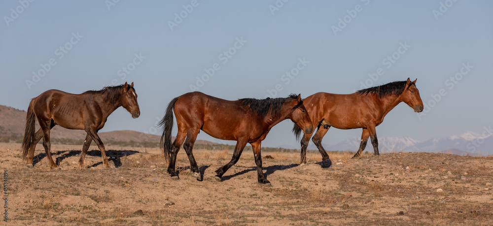 Herd of Wild Horses in the Utah Desert