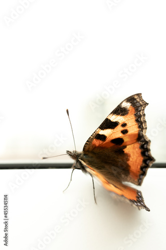 Wallpaper Mural Orange butterfly Torontodigital.ca