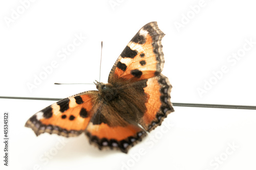 Wallpaper Mural Close-up of an orange butterfly Torontodigital.ca