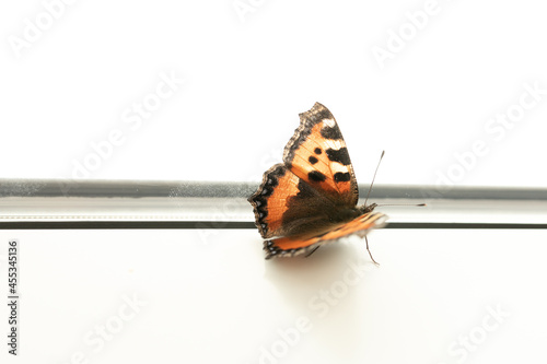 Wallpaper Mural Orange butterfly in a window Torontodigital.ca