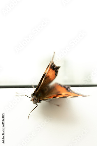 Wallpaper Mural Orange butterfly preparing to fly Torontodigital.ca