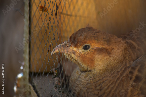 wild brown bird in cage, wildlife animal close up chukar partridge  national birds of Pakistan photo