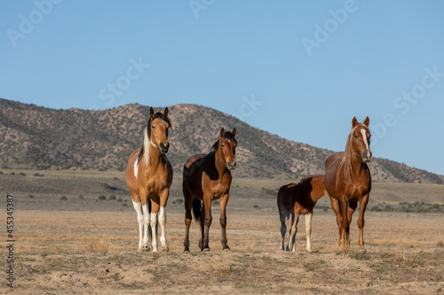 Fototapeta Naklejka Na Ścianę i Meble -  Herd of Wild Horses in the Utah Desert
