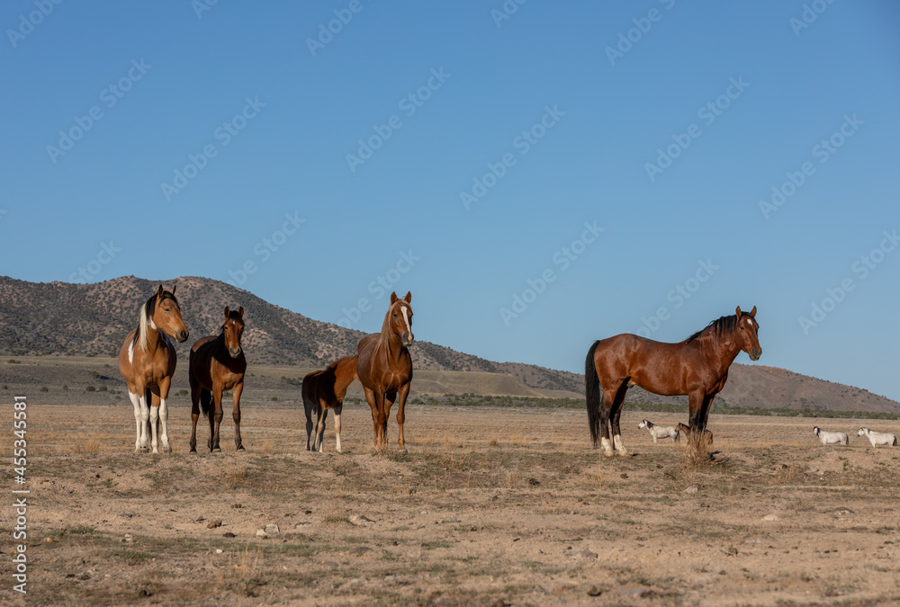 Fototapeta premium Herd of Wild Horses in the Utah Desert