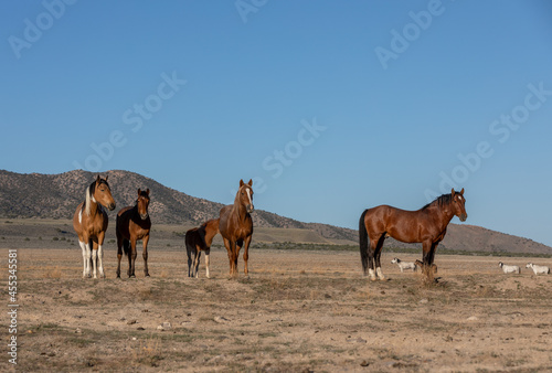 Herd of Wild Horses in the Utah Desert