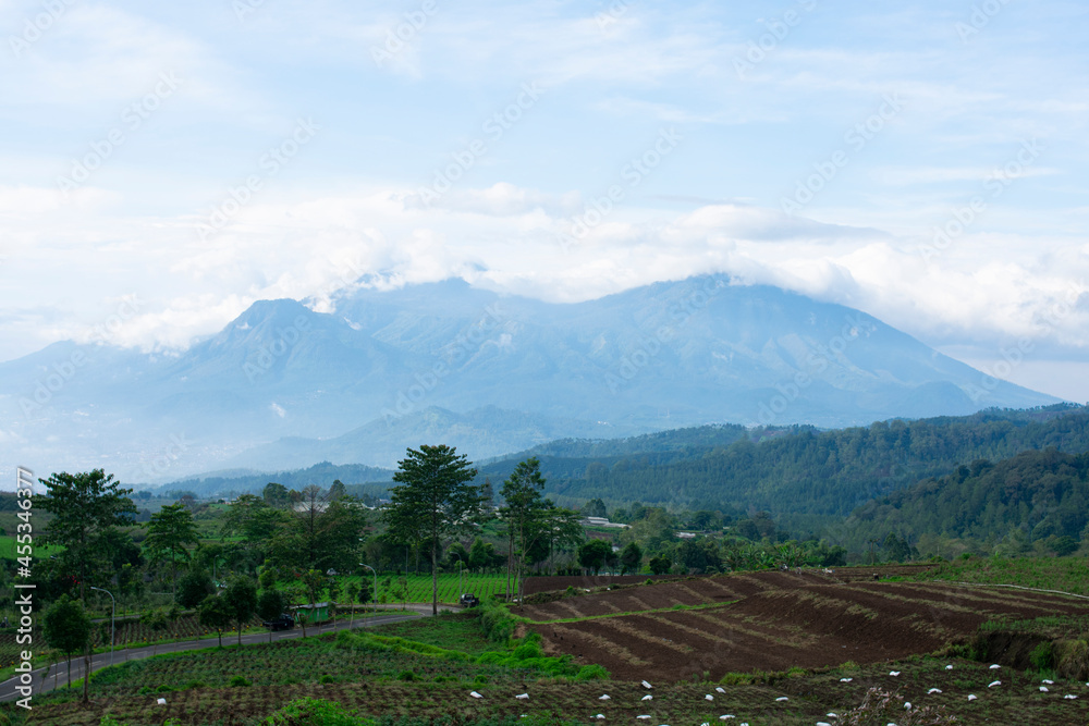 plantation with a mountain background.