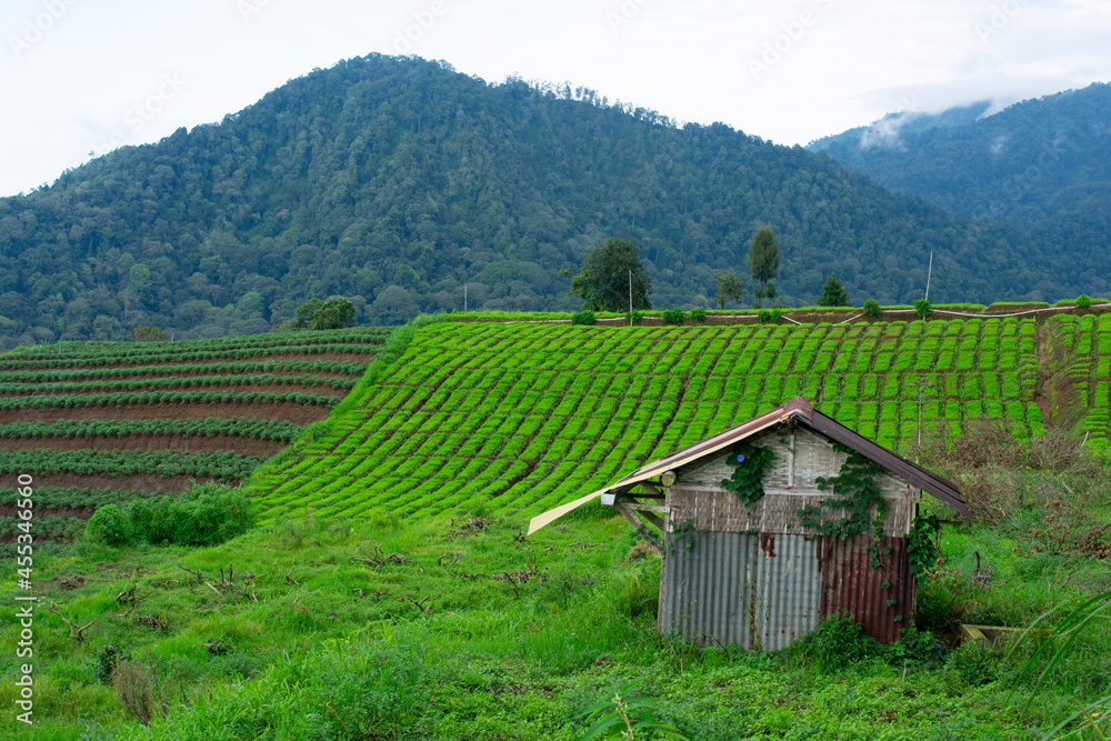 an old hut on a plantation with a hill background.