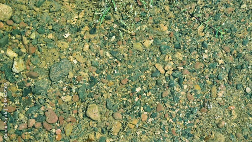 Tadpoles swim in clear water with rocks Tadpoles swim in clear water with rocks