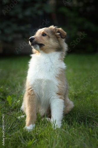 sheltie_013