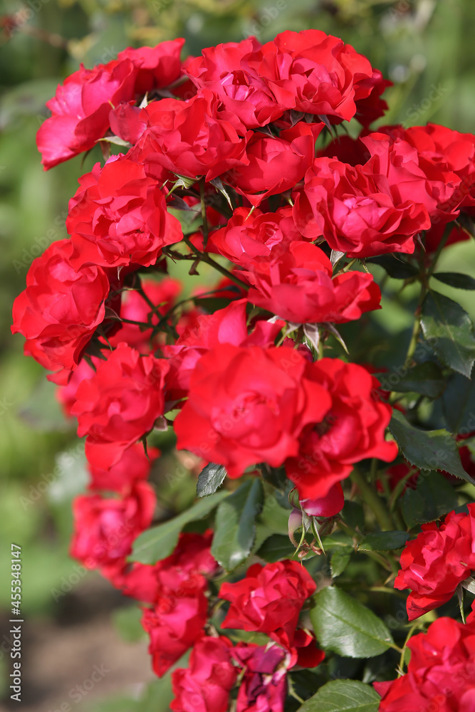 Red roses in the garden, blurred background