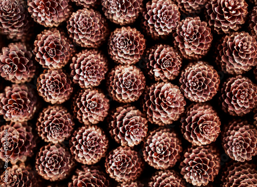 horizontal New Year's holiday background made of many brown fir cones