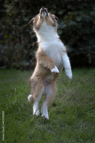 sheltie_010