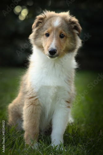 sheltie_007