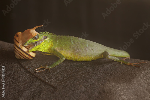 A Sumatran bloodsucker lizard eating a snail. This reptile from Sumatra Island, Indonesia has the scientific name Bronchocela hayeki. 