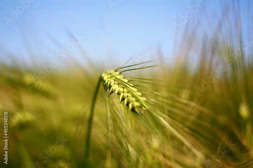 zboże pszenica łany kłos pole łąka lato urodzaj