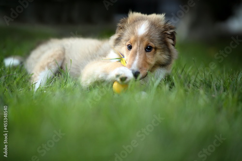 shetlie_004