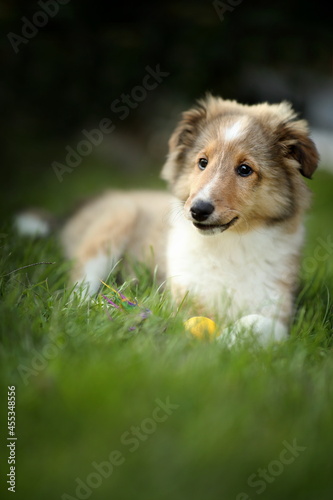 sheltie_003