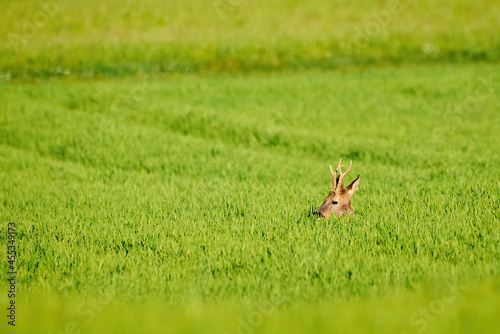 Fototapeta Naklejka Na Ścianę i Meble -  Roe deer male hiding in the grass on a field ( Capreolus capreolus ). European roe	