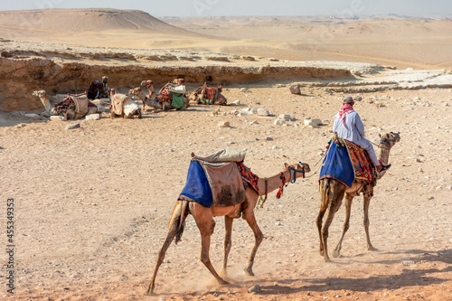 Egypt, Bedouins and camels among the sands of the Giza Valley photo