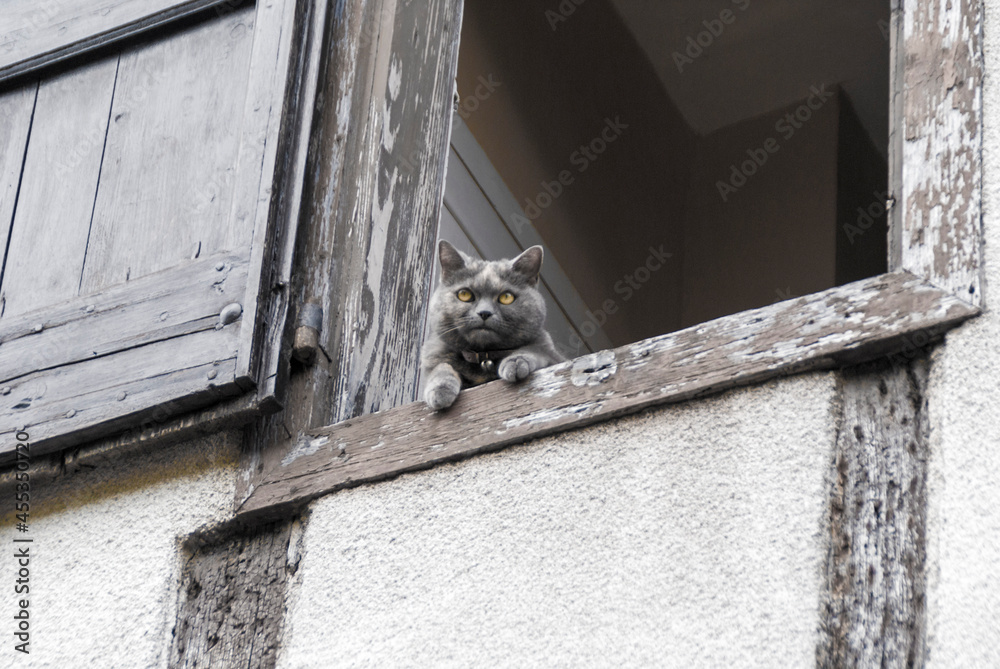 British cat looks out the window