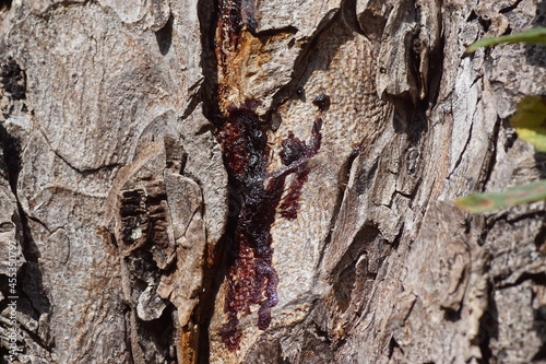 Close up of horse chestnut bark bleeding. A bark infection which bleed a dark or reddish brown sticky fluid. Late summer, September, Netherlands. photo