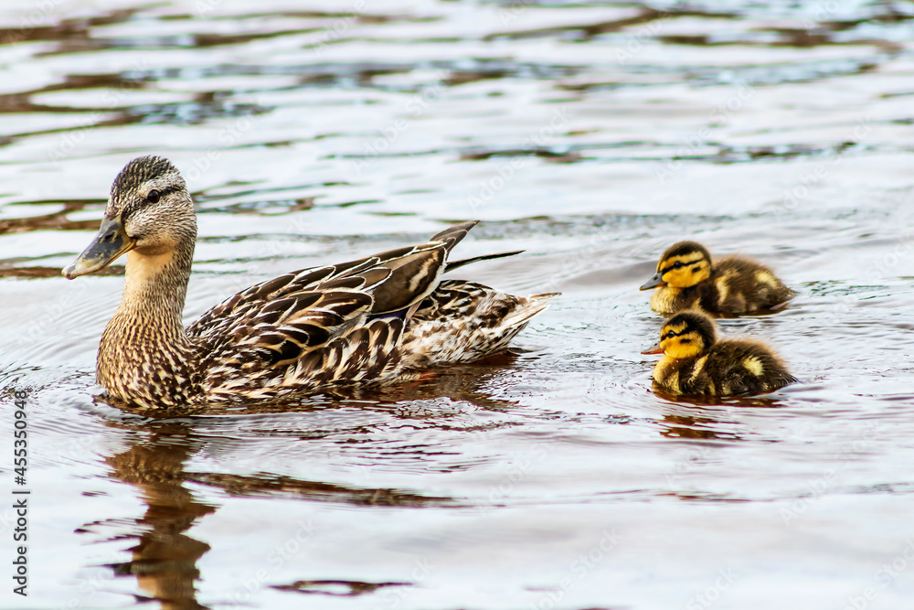 Mallard and little fluffy ducklings swim on the water surface. Mallard and little fluffy ducklings swim on the water surface.