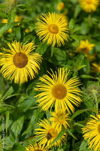 Inula Helenium flowers