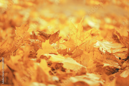 Fall banner. Beautiful autumn yellow and red foliage in golden sun. Falling leaves natural background landscape. copy space, selective focus. Full frame