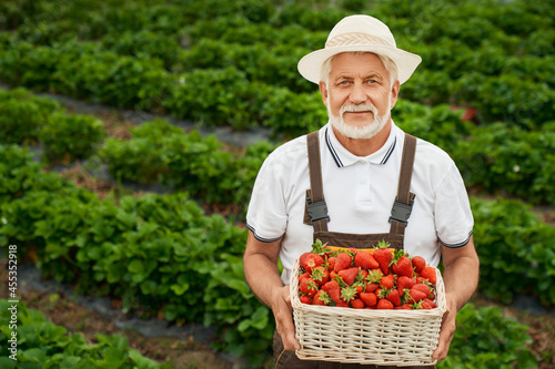 Front view of smiling senior man in special brown uniform and hat holding and admiring ripe fresh red strawberry on greenhouse background. Concept of process harvesting berries.