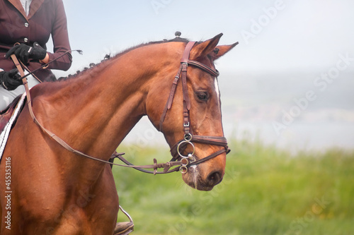 horse head, profile, close-up, equestrian competition