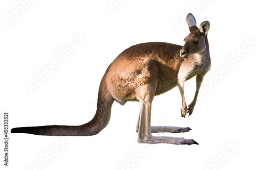 Beautiful kangaroo standing in alert position ON WHITE BACKGROUND WITH COPY SPACE isolated, white, Perth, Western Australia, Australia